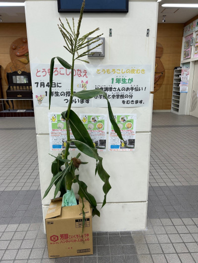 とうもろこし